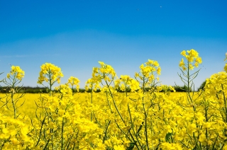 HVO-Kraftstoff vom ADAC mit positivem Ergebnis getestet