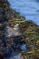 Dämmen mit Seegras – eine ökologische Alternative