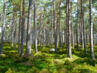 Positive Klimaeffekte durch Waldumbau