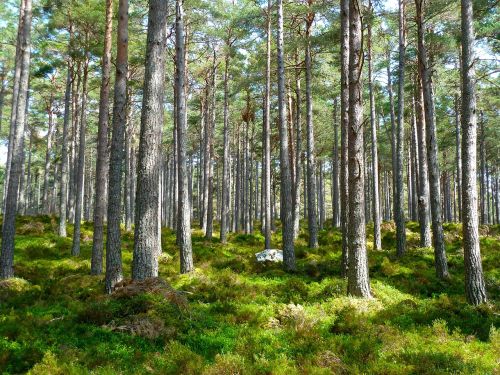 Positive Klimaeffekte durch Waldumbau groß